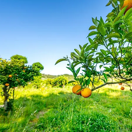 Quinta Do Boicao بيت للعطل Lisboa